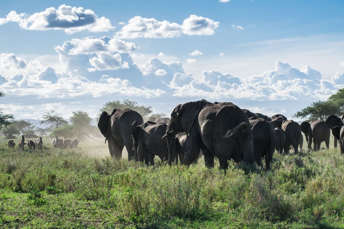 Tourism and Safaris: Tanzania's Most Enduring Asset