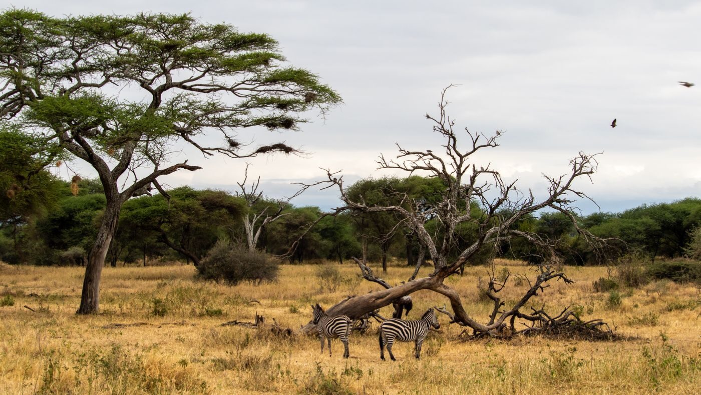 WAHI Safaris